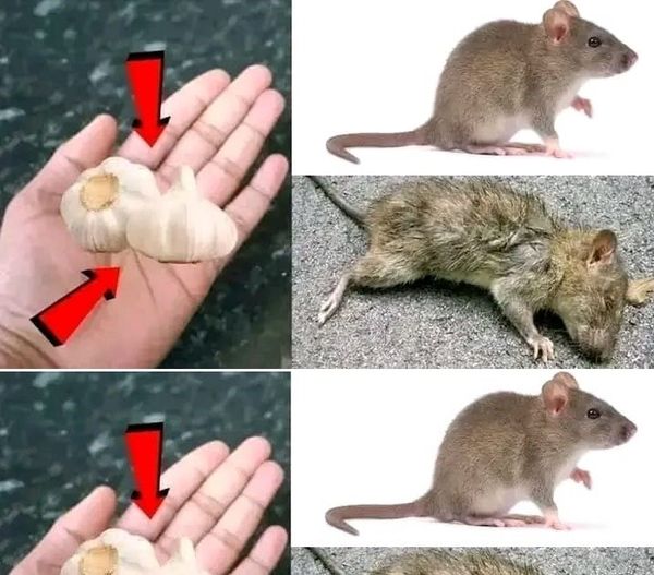 A Simple Method for Eliminating Rats