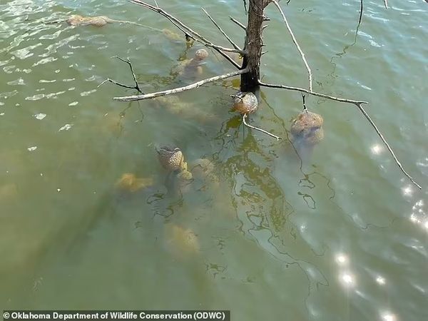 Harmless Bryozoans