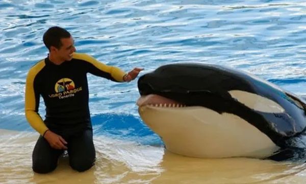 SeaWorld Trainer Tragically Killed by Orca