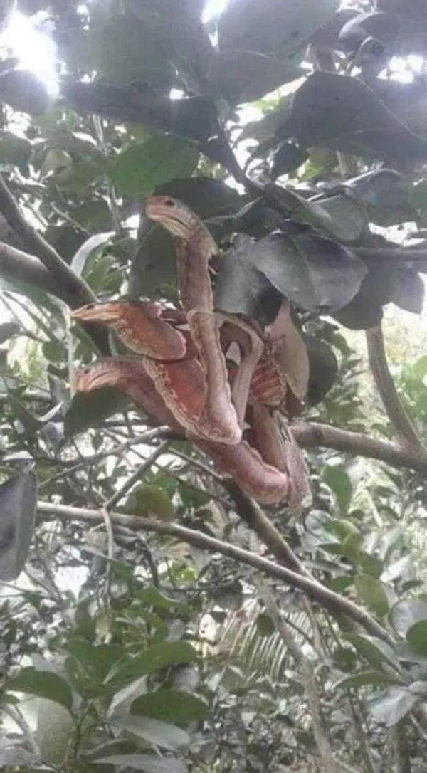 Amazing Optical Illusion: Angry-Looking “Snakes” In a Tree Revealed to be Something Else