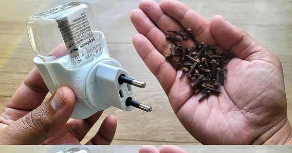 Learn the Natural Method for Keeping Mosquitoes at Bay: Raid on Cloves