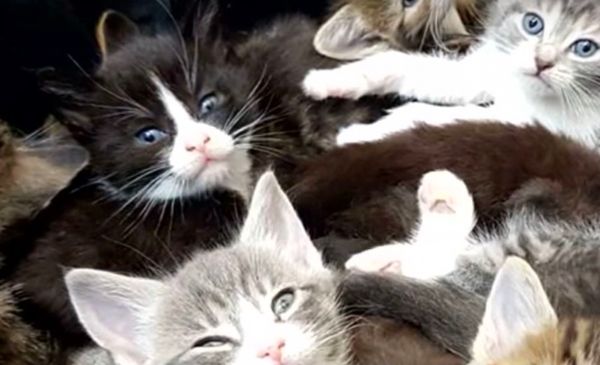 A group of adorable kittens being cared for by dedicated caregivers