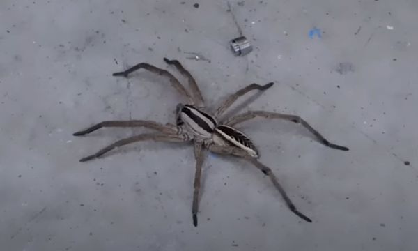 Man Pokes 3" Wolf Spider 'To See What Happens'