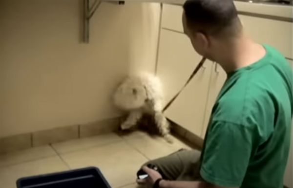 Terrified Dog Saved from Euthanasia: Witness the Heartwarming Moment