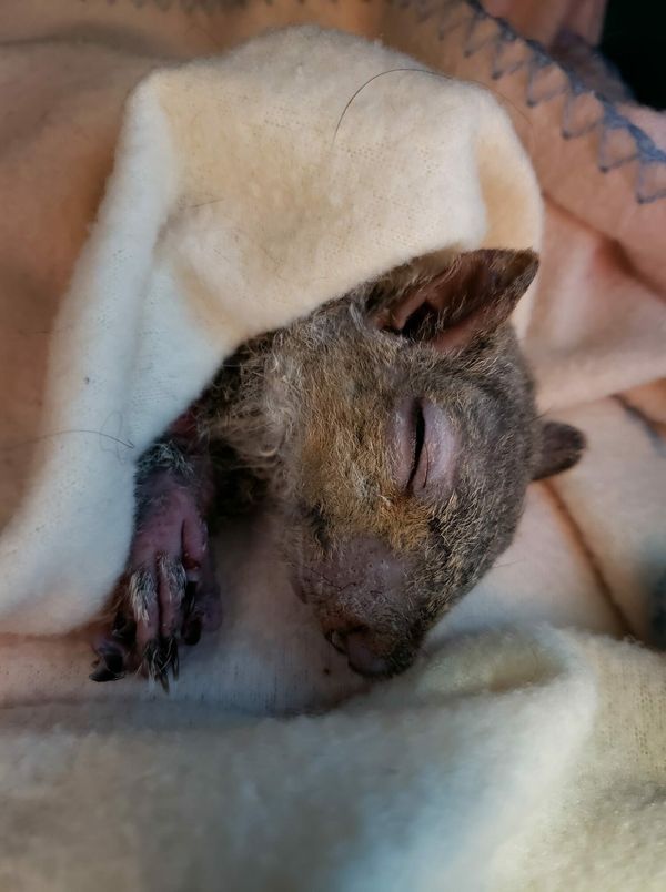 Teenagers Rescue Frozen Squirrel and Save the Day