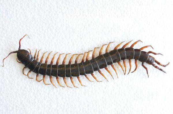 The Helpful House Centipede: Your Unexpected Pest Control Agent