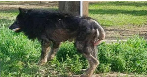 People called the poor dog ‘werewolf’ because they simply didn’t know what kind of animal he was