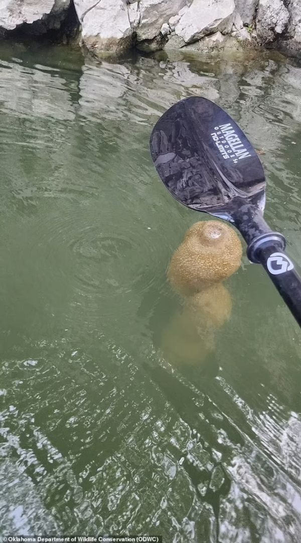 Bryozoans at the Lake