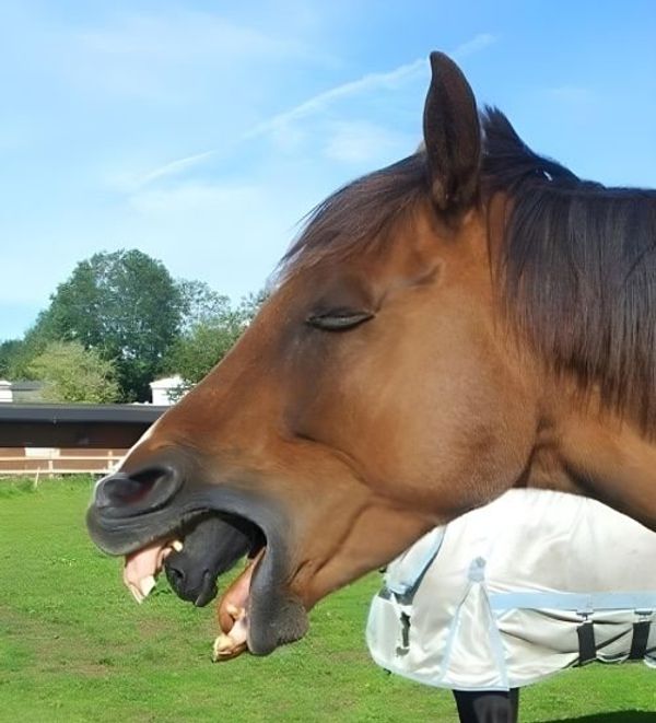 Optical Illusion: The Horse’s Mouth