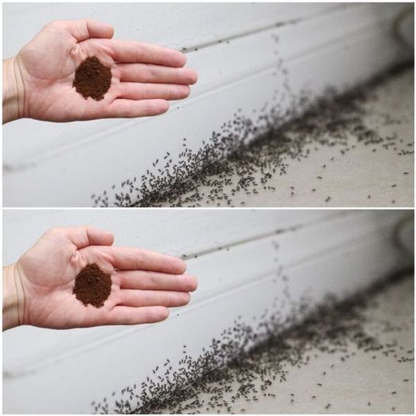 Say Goodbye to Ants in Your Home!