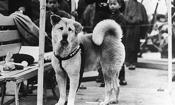 Rare Pictures Of Hachiko Waiting For His Owner Have Surfaced