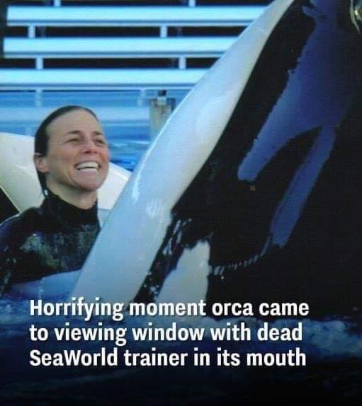 SeaWorld Trainer Yelled ‘My Neck Is Broken’ After Being Body Slammed by Most Dangerous Orca